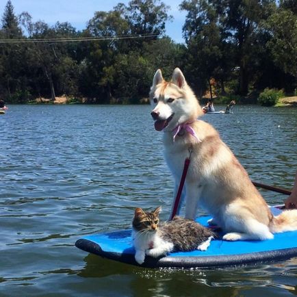Rosie a macska, ami egészen biztos, hogy ő husky (Rosie) Rosie a macska, ami egészen biztos, hogy ő Huskies