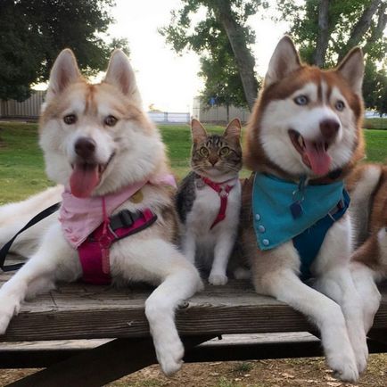 Rosie a macska, ami egészen biztos, hogy ő husky (biztos) Rosie a macska, ami egészen biztos, hogy ő Huskies