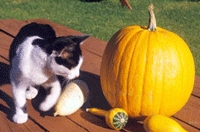 Кішки-вегетаріанки воліють оливки - kotoff - котячий портал