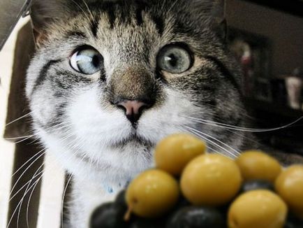 Кот сп'янів, поївши зелених оливок - сайт любителів тварин