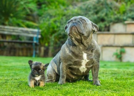 Un mic câine disney, care se consideră pisoi (8 fotografii)