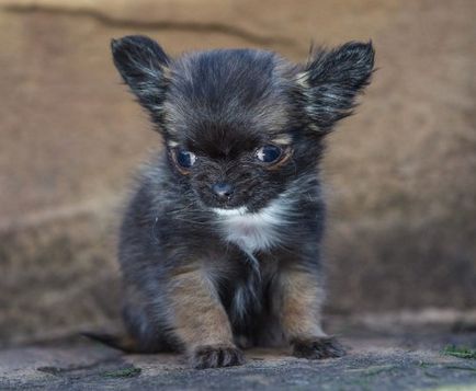Крихітна собачка дисней, яка вважає себе кошеням (8 фото)