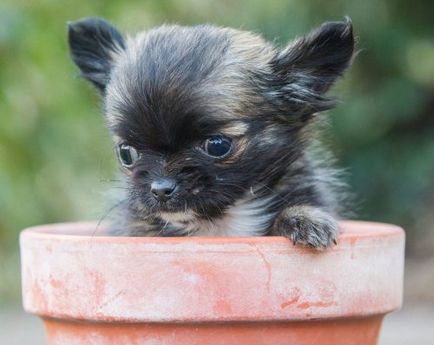 Un mic câine disney, care se consideră pisoi (8 fotografii)