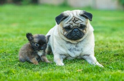 Un mic câine disney, care se consideră pisoi (8 fotografii)