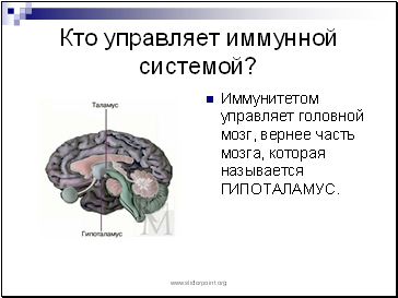 Cine controlează sistemul imunitar