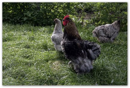 Kohinchin găini, păsări de curte
