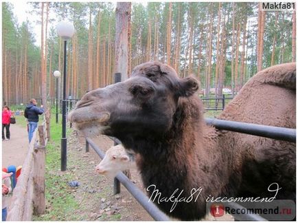 Курорт Абзаково, республіка Башкортостан, Россия - «погодувати ведмедя, побачити гори і ліси очима