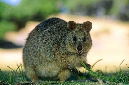 Kurtafarkú kenguru vagy rövid farkú kenguru