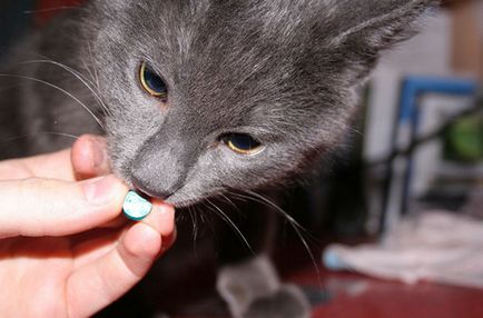 Tratamentul pisicilor cu antibiotice este informat, prin urmare, înarmat