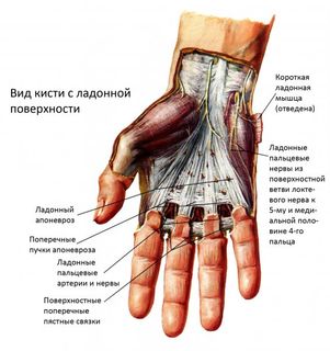 Лікування захворювань зв'язок і сухожиль кисті - клініка доктора Меркера