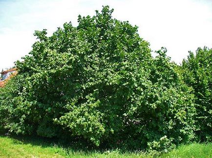 Ліщина звичайна посадка і догляд, сорти, ls