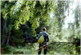 Forest közelében található, nagy vadászat