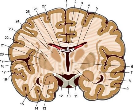 Complexul limbico-reticular