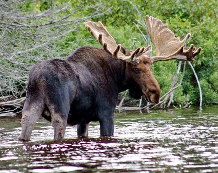Elk într-o vânătoare wow cu un manch pentru un elk - cum să vâneze un waboo