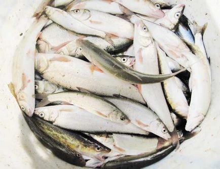 Távol-keleti horgászfelszerelés keszeg hely csali fogása Rudd a Primorye
