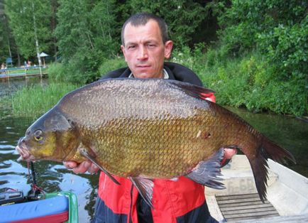 Catching bream cum să prindă bream trofeu (video)