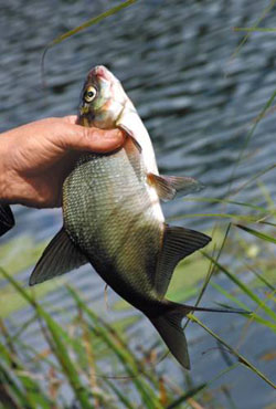 Catching bream cum să prindă bream trofeu (video)