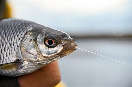 Catching bream cum să prindă bream trofeu (video)