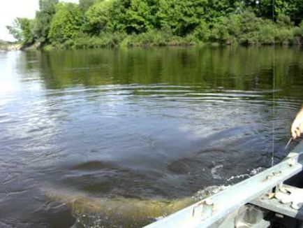 Pescuitul pe gingii pe bream, somn, rapoarte, prinderea pe alimentator, în cădere, momeală