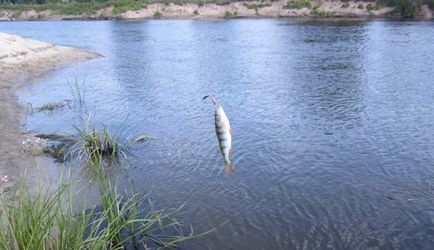 Prinde pe guma de râu în timpul verii de pescuit de căldură pe gingii în timpul verii