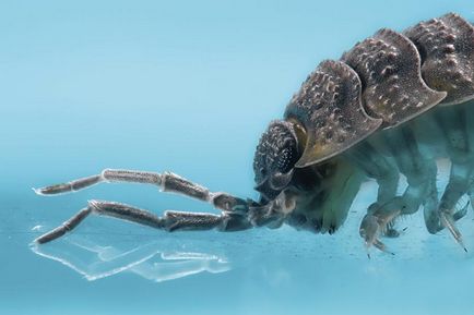 Macro fotografie de insecte folosind tehnica de cusatura