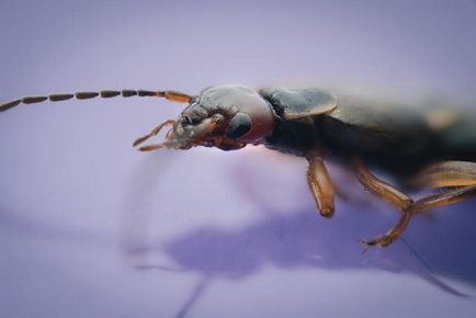 Macro fotografie de insecte folosind tehnica de cusatura
