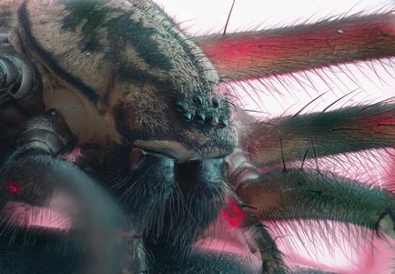 Macro fotografie de insecte folosind tehnica de cusatura