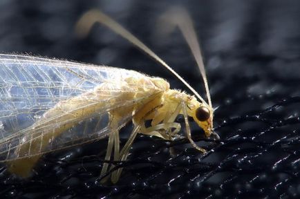 Macro fotografie de insecte folosind tehnica de cusatura