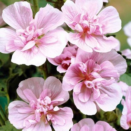 Malva - cultivarea, plantarea, reproducerea