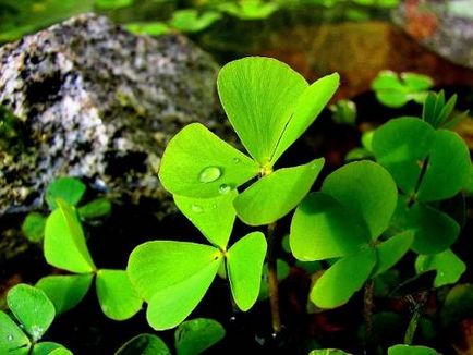 Marsilia cu patru frunze (marsilea quadrifolia)