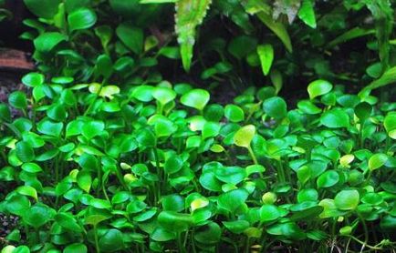 Marsilia cu patru frunze (marsilea quadrifolia)