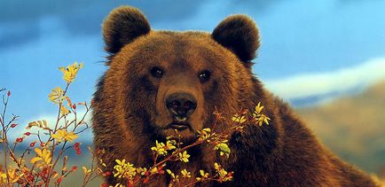 Bear - totem az erő