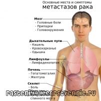 Metastazele din remediile folclorice ale ficatului remedii folclorice - populare despre sănătate