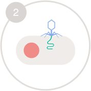 Mecanismul de acțiune al bacteriofagilor, cum funcționează