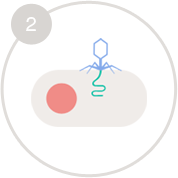 Механізм дії бактеріофагів, як це працює