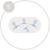 Механізм дії бактеріофагів, як це працює