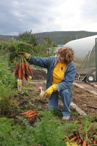 Morcovi - sfaturi de vara cu Galina Staroseltseva