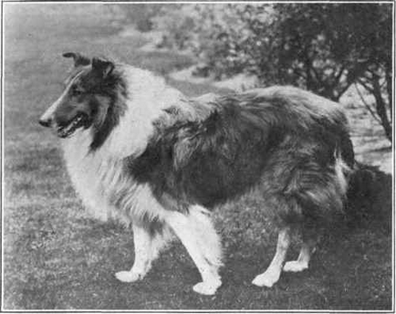 Mukhtar - egy kutya, egy férfi ápoló - 195551-13 kép