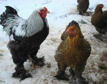 Hús csirke fajta, mezőgazdasági telek