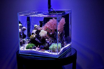 Nano Reef, blogul Aquarist