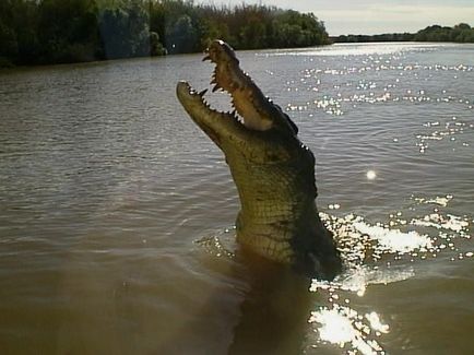 Національний парк какаду