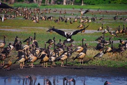 Kakadu Nemzeti Park