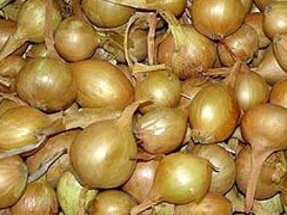Denumirea, descrierea și randamentul celor mai bune soiuri de ceapă pentru cultivare