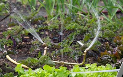 Nemofila (ochi albaștri) plantare și care alăptează, în creștere din semințe, atunci când plantare