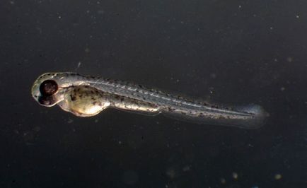 Renunțarea la zebrafish în zebrafish într-un acvariu comun, iepurarea de zebră într-un borcan de trei litri, decât hrănirea