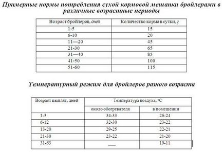 Норми корми для бройлерів таблиця витрати, відео та фото