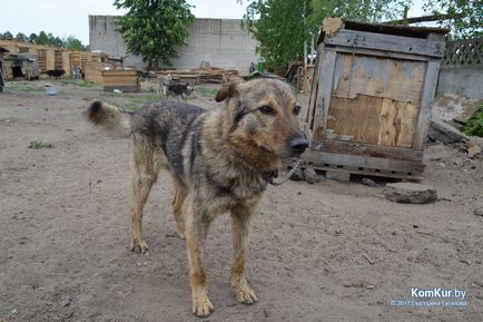 Нові вольєри, старі проблеми в Бобруйської «чесноти» - бобруйск