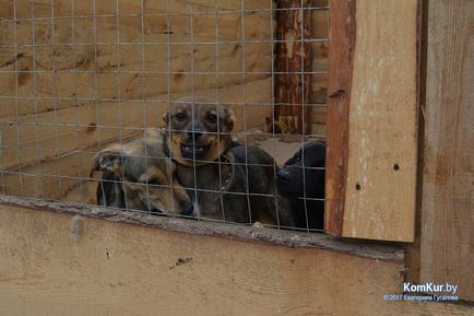 Нові вольєри, старі проблеми в Бобруйської «чесноти» - бобруйск