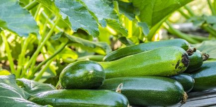 Noutăți de semințe de legume