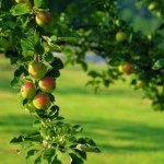 metszés almafák